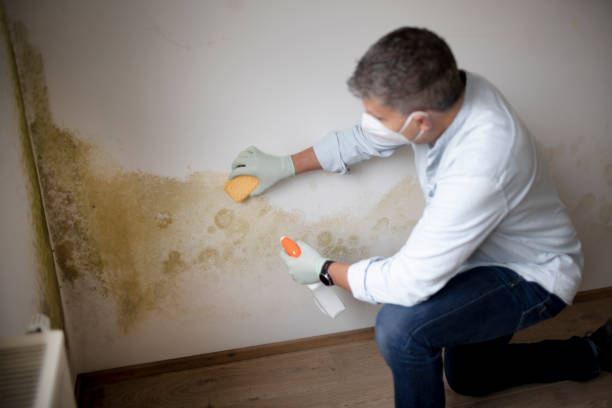 Best Mold Remediation for Healthcare Facilities  in Traverse City, MI