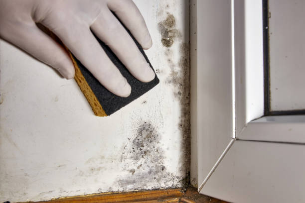 Traverse City, MI Mold Removal Company